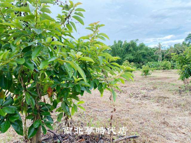 左鎮農地-6