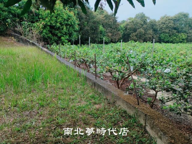 楠西農地-6