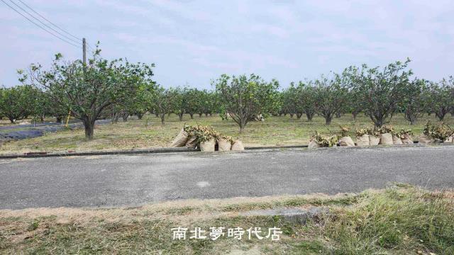 台南麻豆農地-0