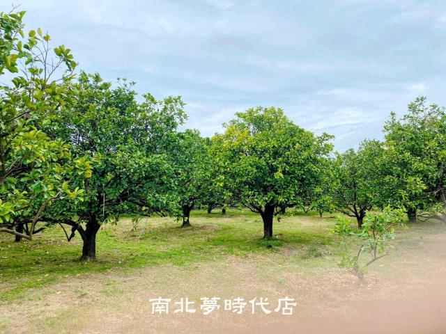 台南麻豆農地-2