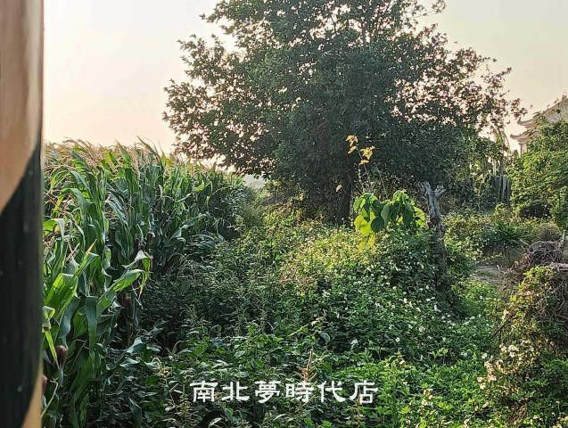 佳里農地-4