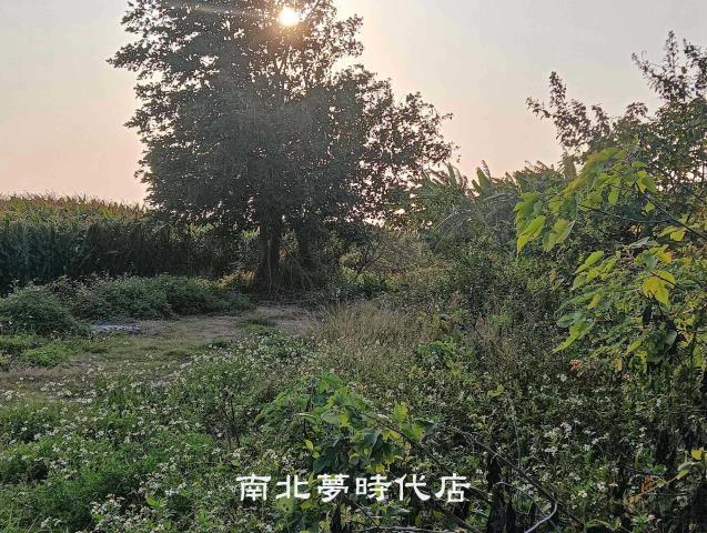 佳里農地-5